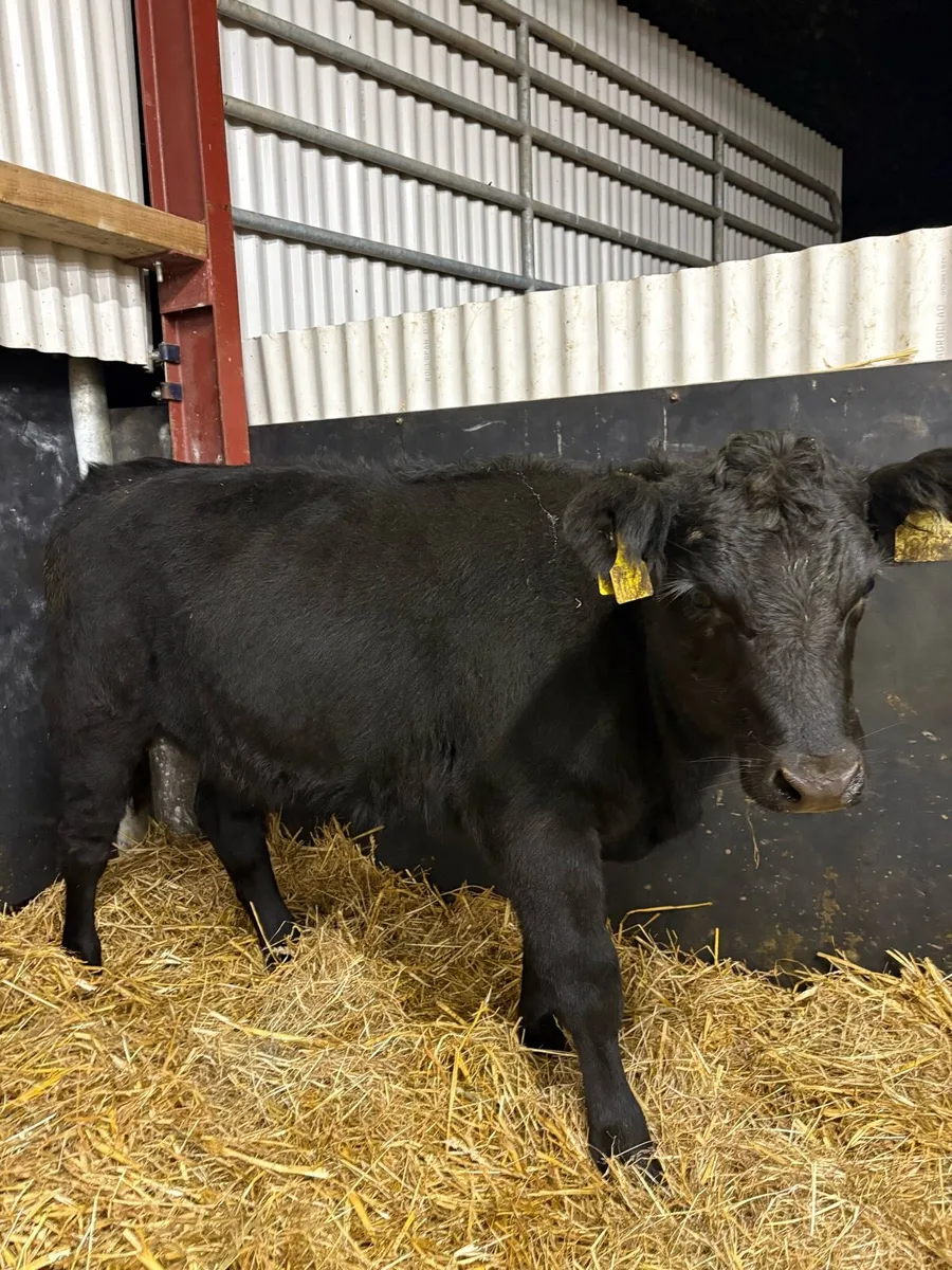 2 super pedigree registered AA heifers - Image 3