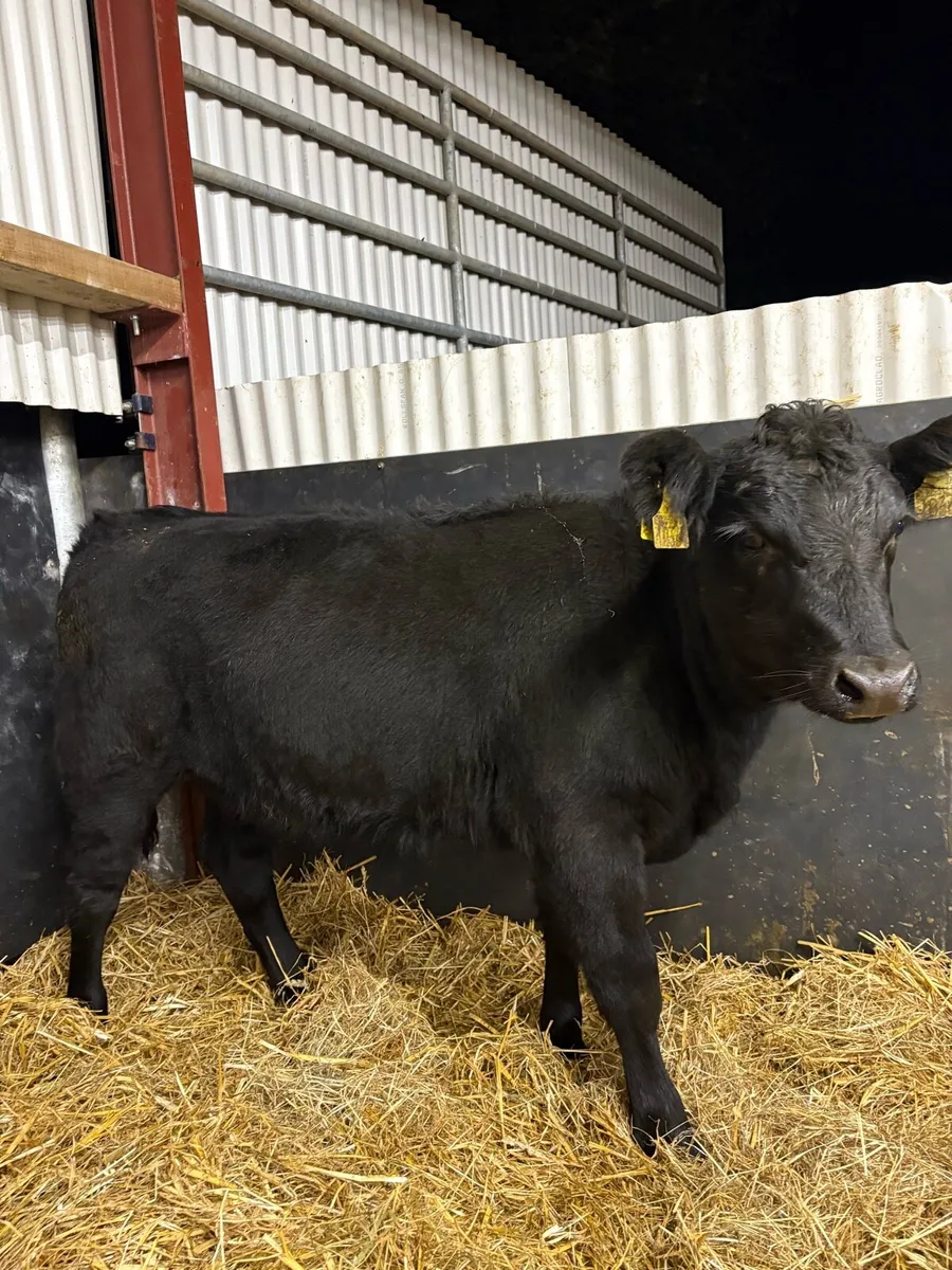 2 super pedigree registered AA heifers - Image 4