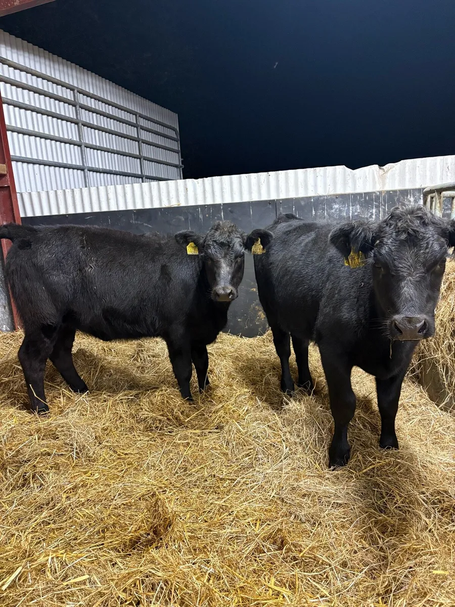 2 super pedigree registered AA heifers - Image 1