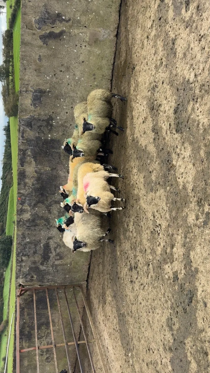 horned  ewe lambs - Image 1
