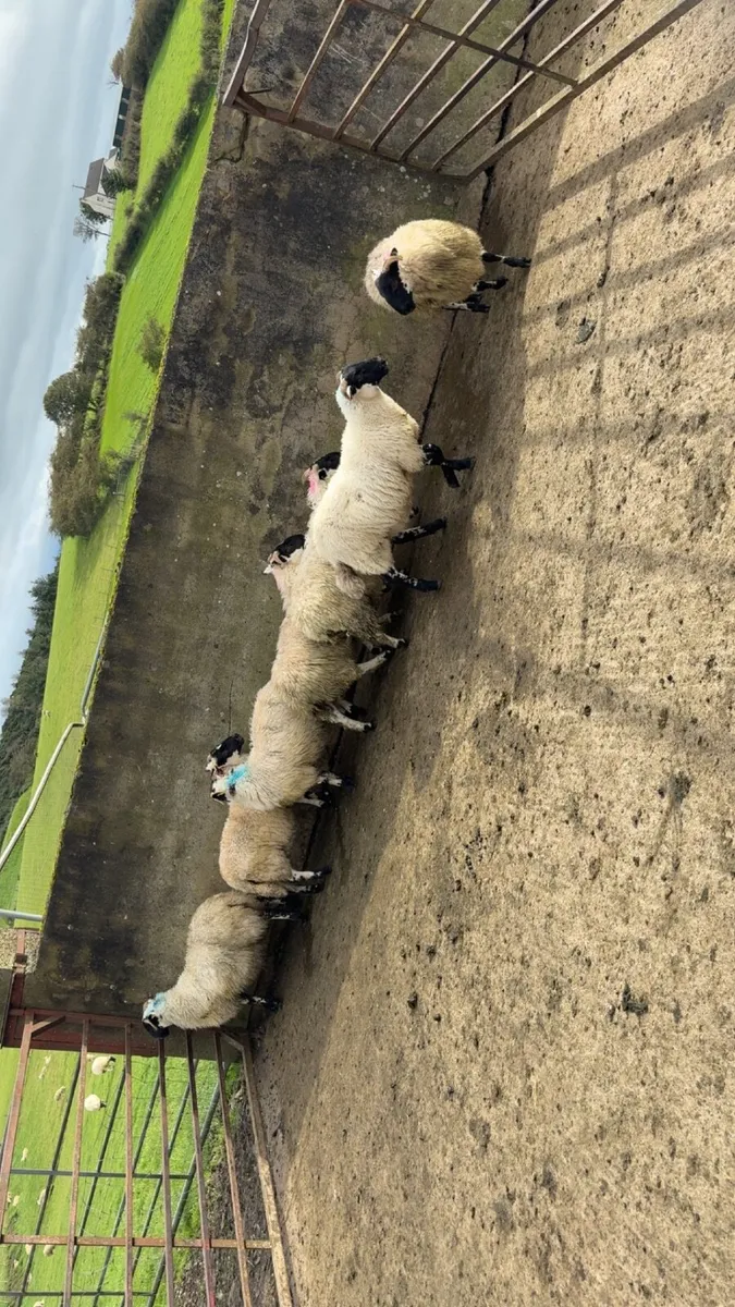 horned  ewe lambs - Image 2