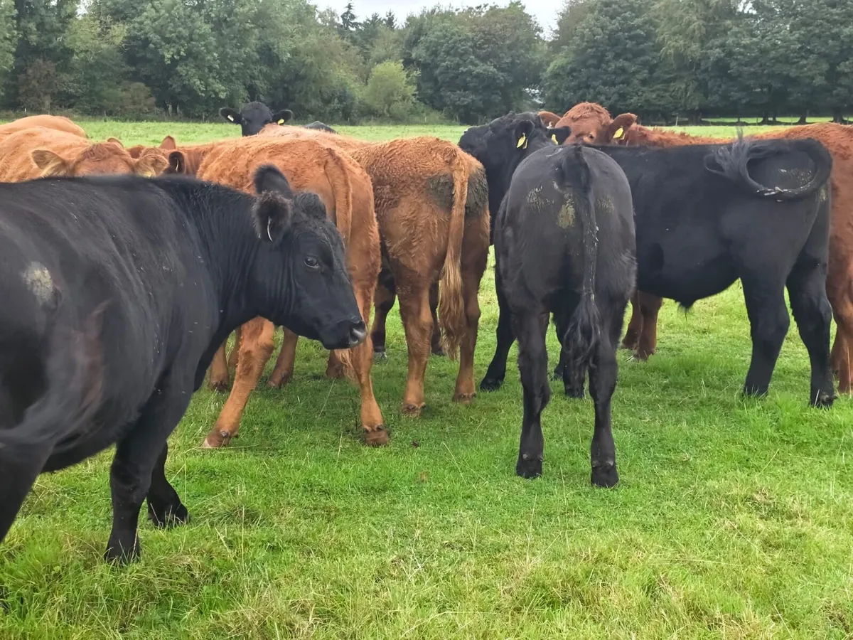 Organic Cattle Tullow Mart 7th oct - Image 4