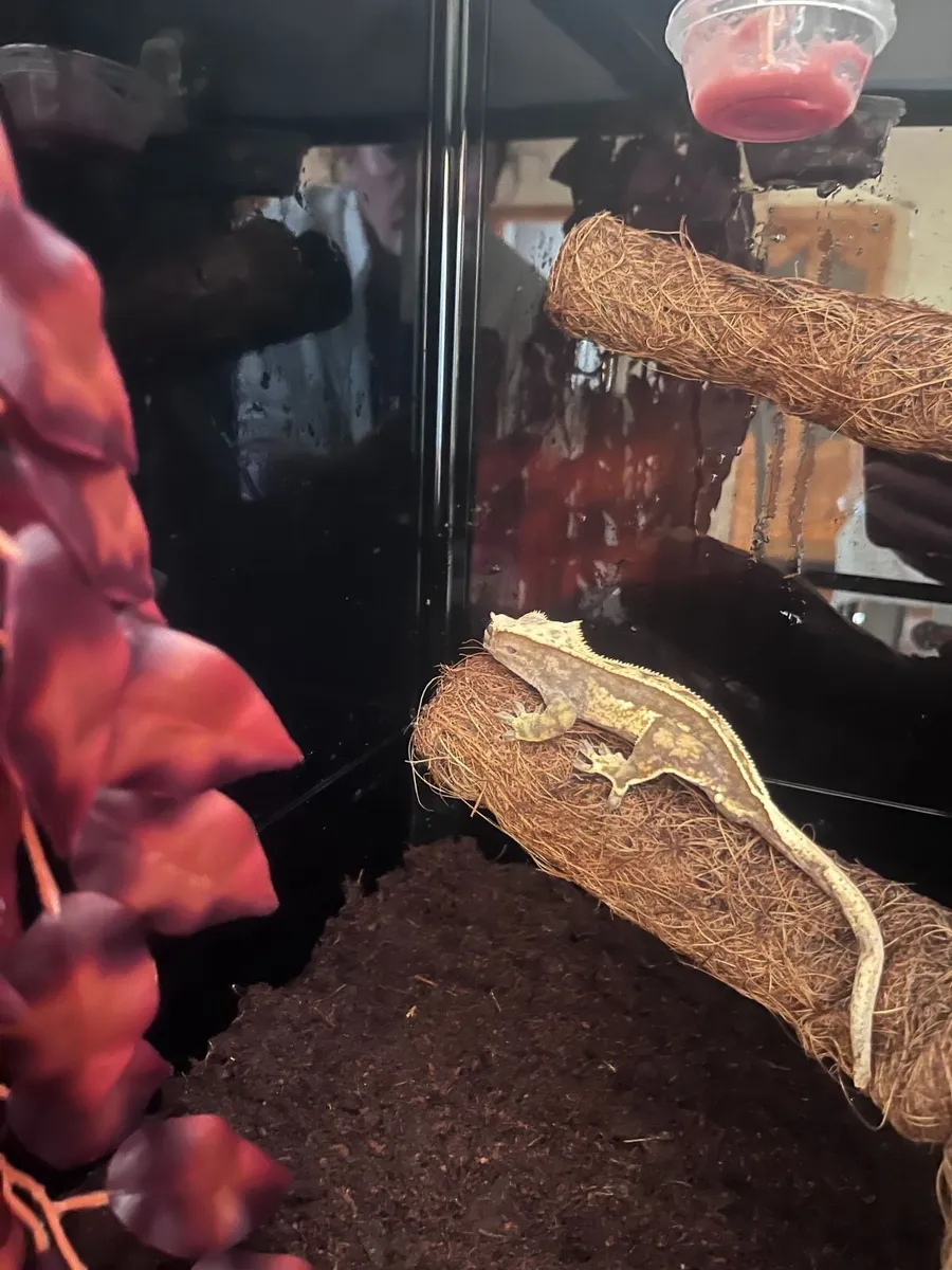 Flame Crested Gecko (18 months) + complete set up - Image 1