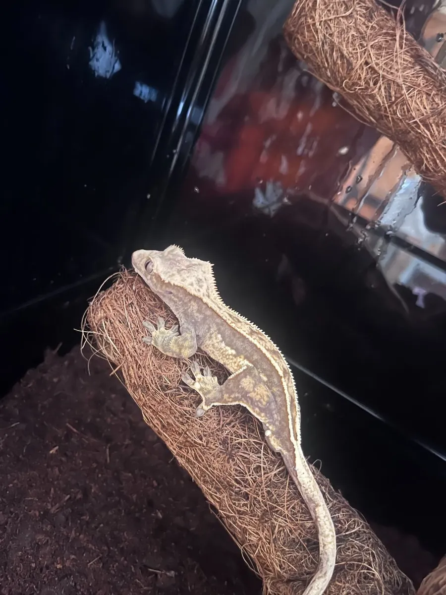Flame Crested Gecko (18 months) + complete set up - Image 2