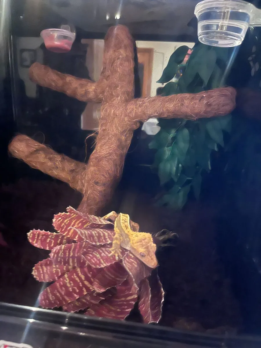 Flame Crested Gecko (18 months) + complete set up - Image 3