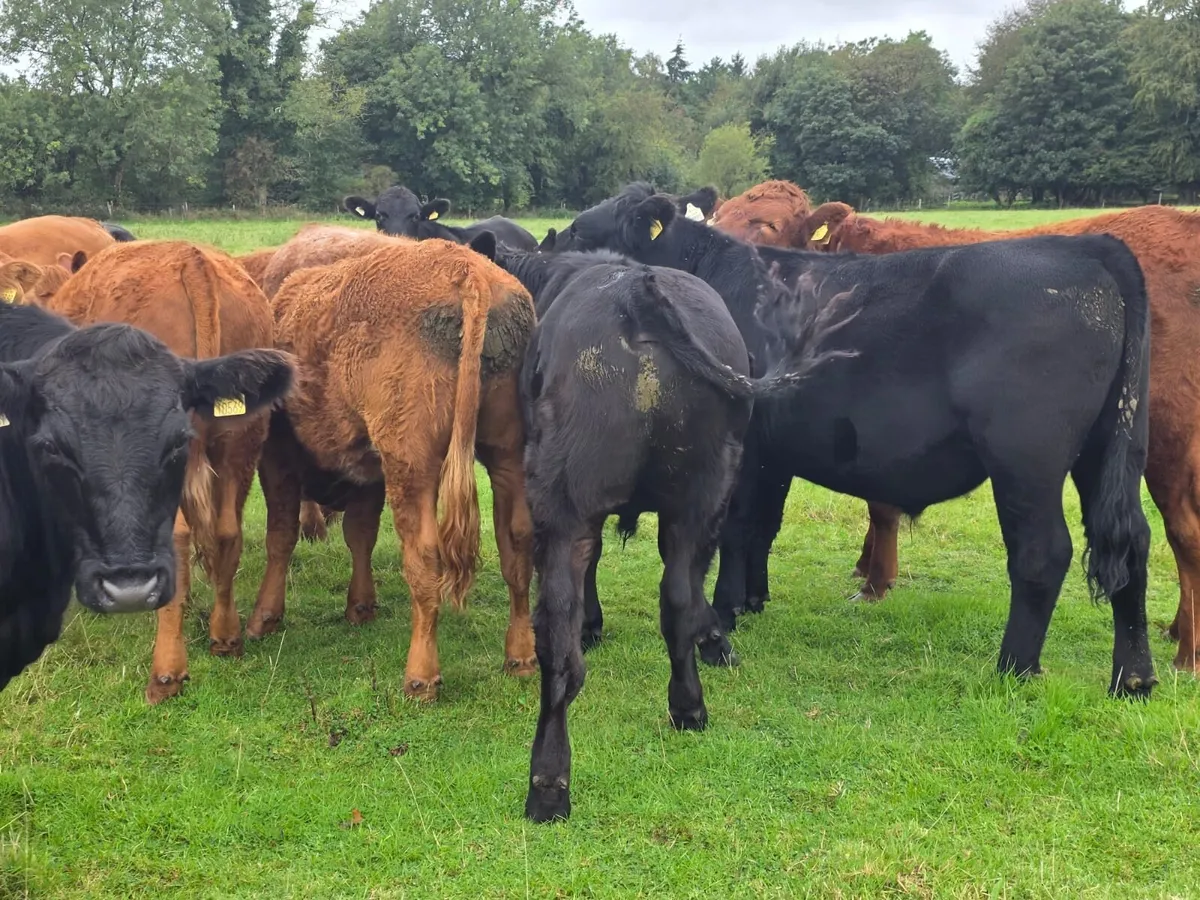 Organic Cattle Tullow Mart 7th oct - Image 3