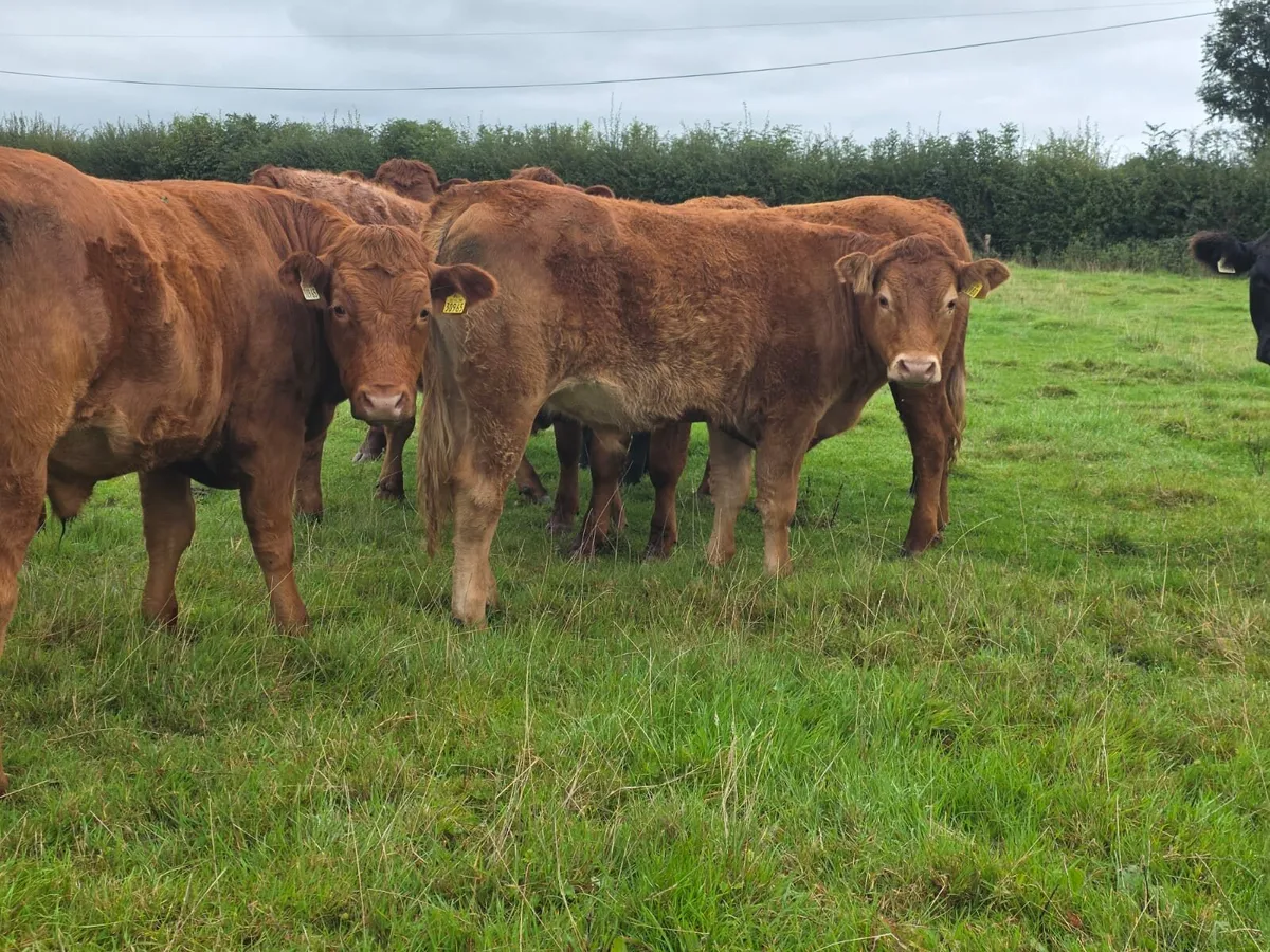 Organic Cattle Tullow Mart 7th oct - Image 2