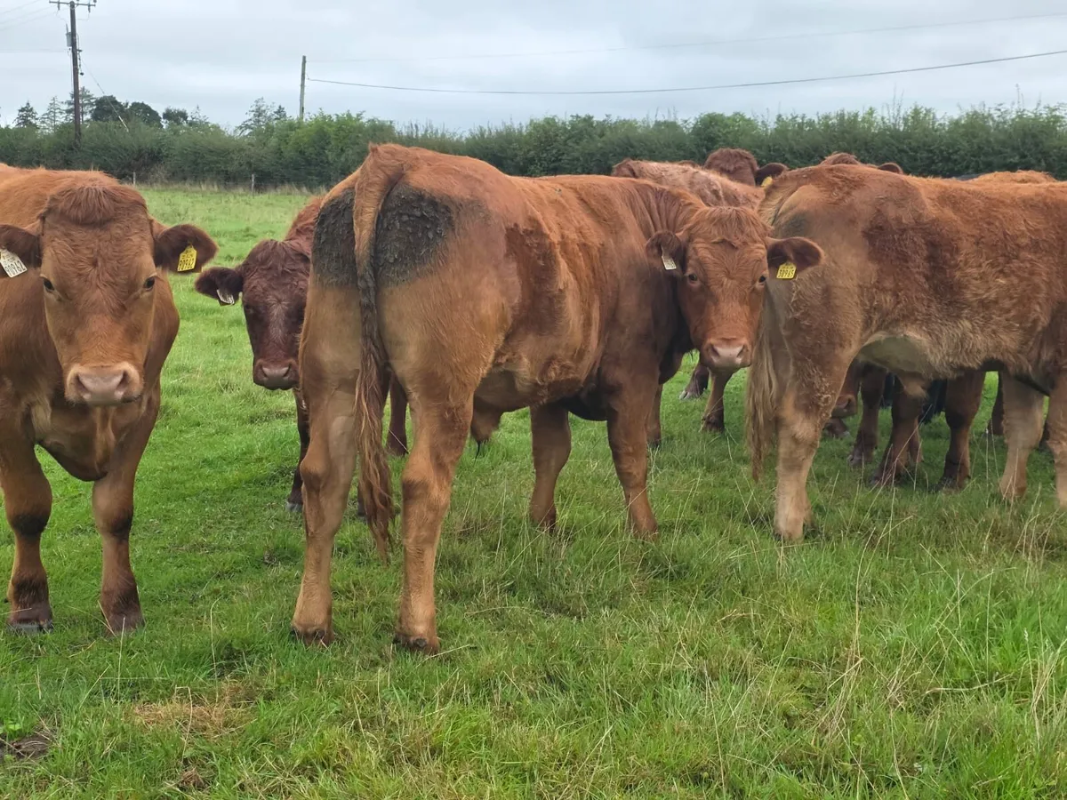 Organic Cattle Tullow Mart 7th oct - Image 1