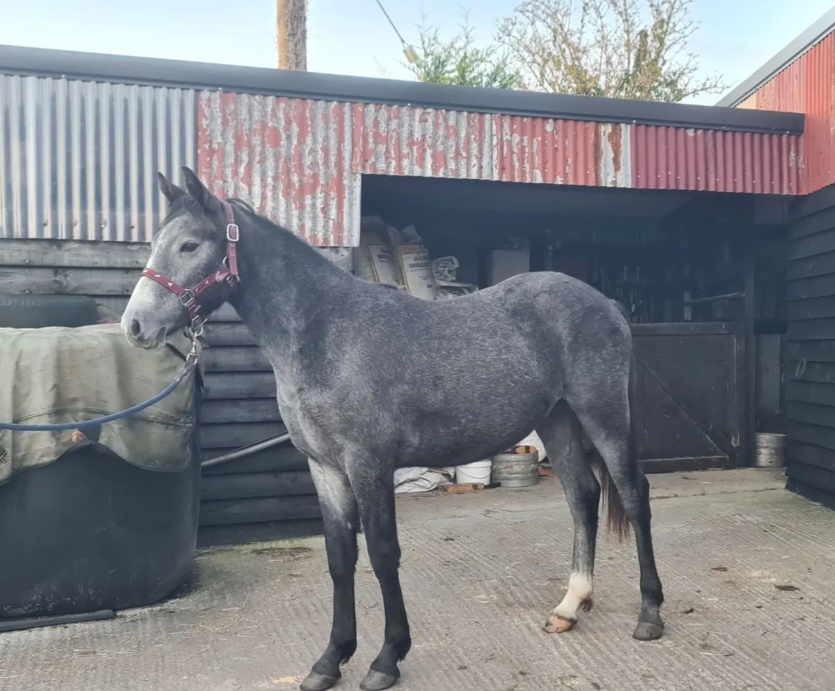 Horses - Image 2