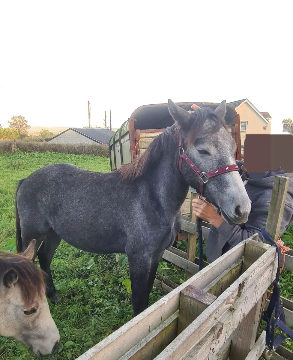Horses - Image 4