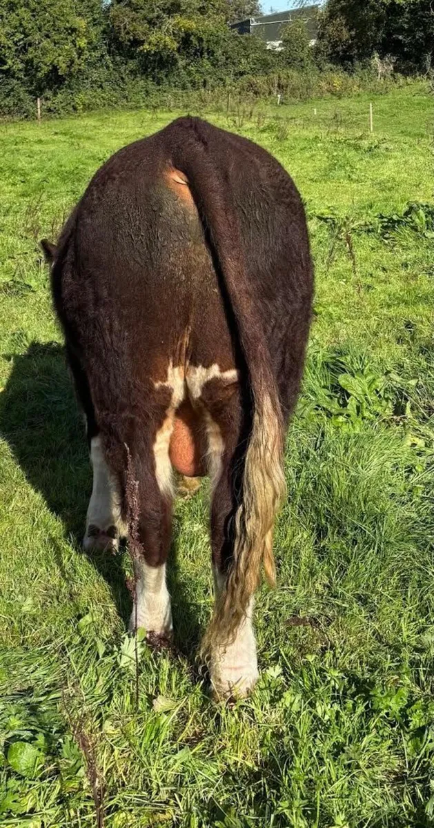 Hereford Bulls - Image 1
