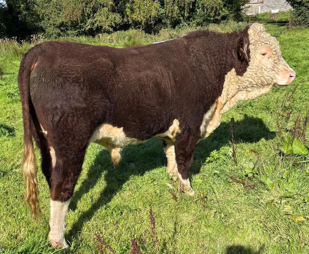 Hereford Bulls - Image 2