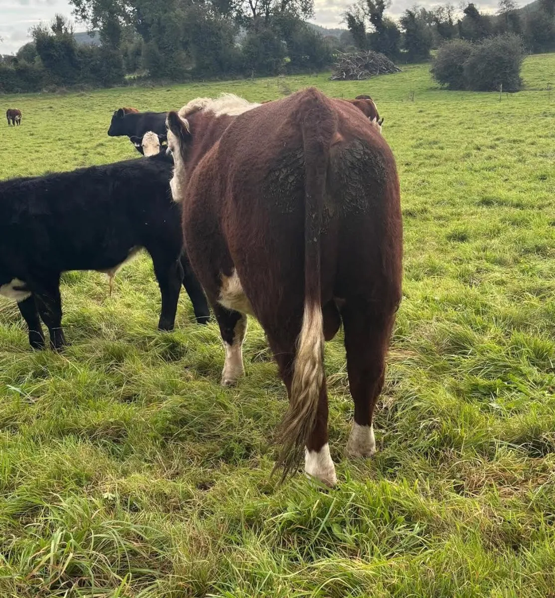 Hereford Bulls - Image 3