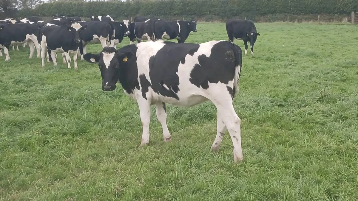 Friesian In-Calf Heifers - Image 1