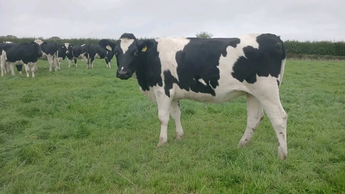 Friesian In-Calf Heifers - Image 2