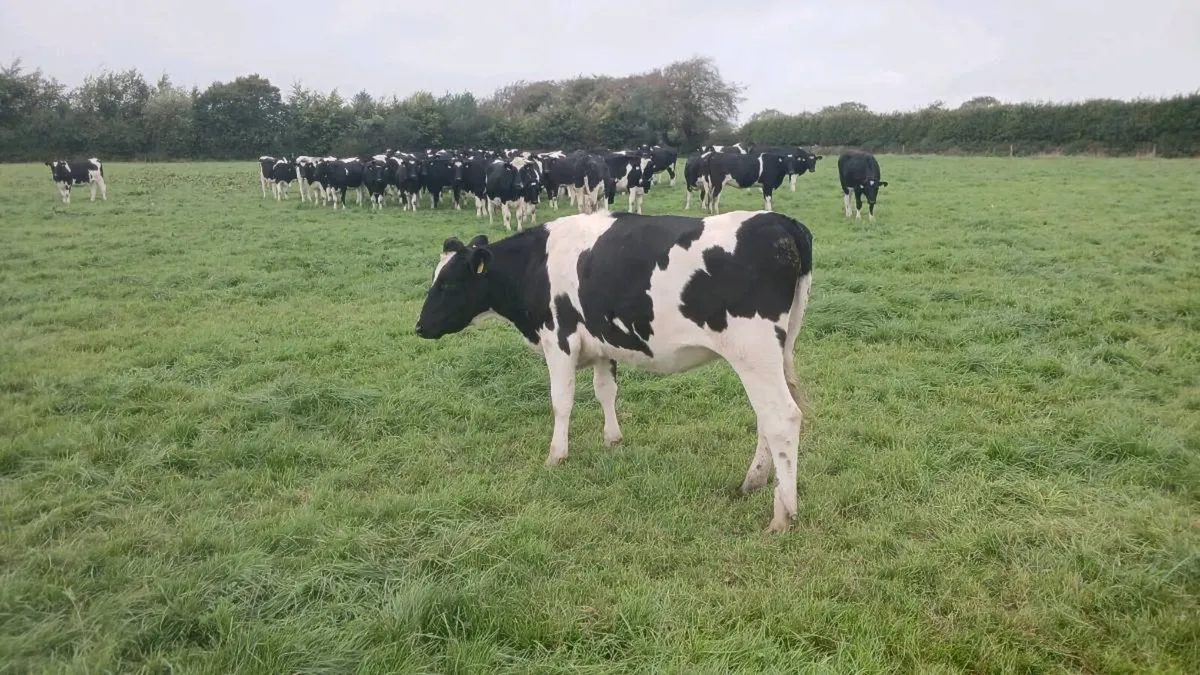 Friesian In-Calf Heifers - Image 3
