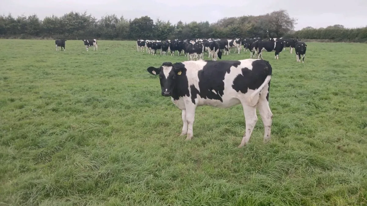 Friesian In-Calf Heifers - Image 4