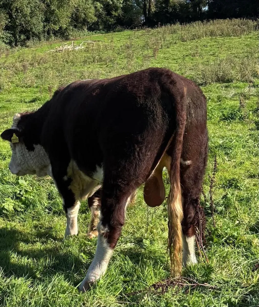 Hereford Bulls - Image 4