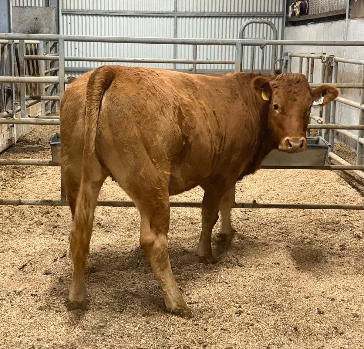 Limousin Heifers Ballinasloe Mart - Image 2