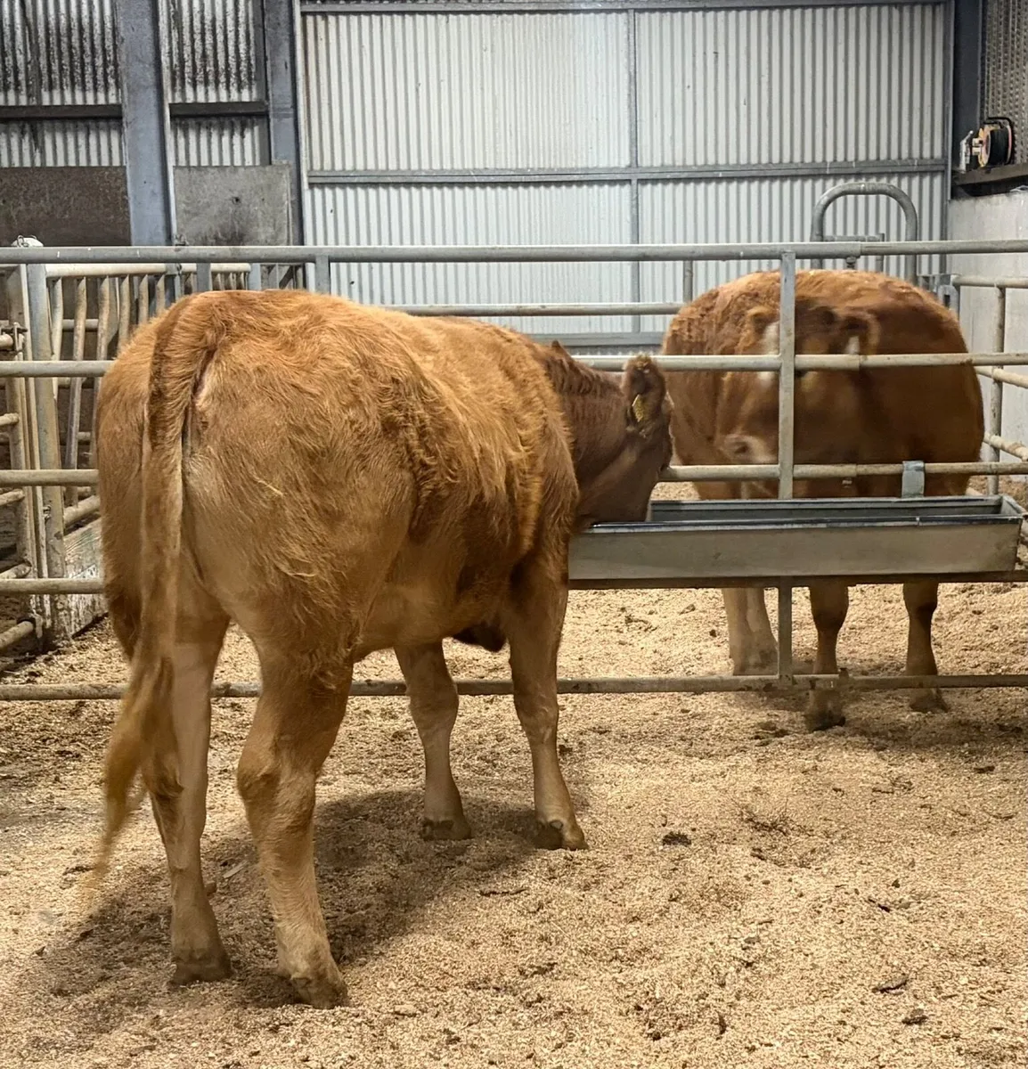 Limousin Heifers Ballinasloe Mart - Image 3