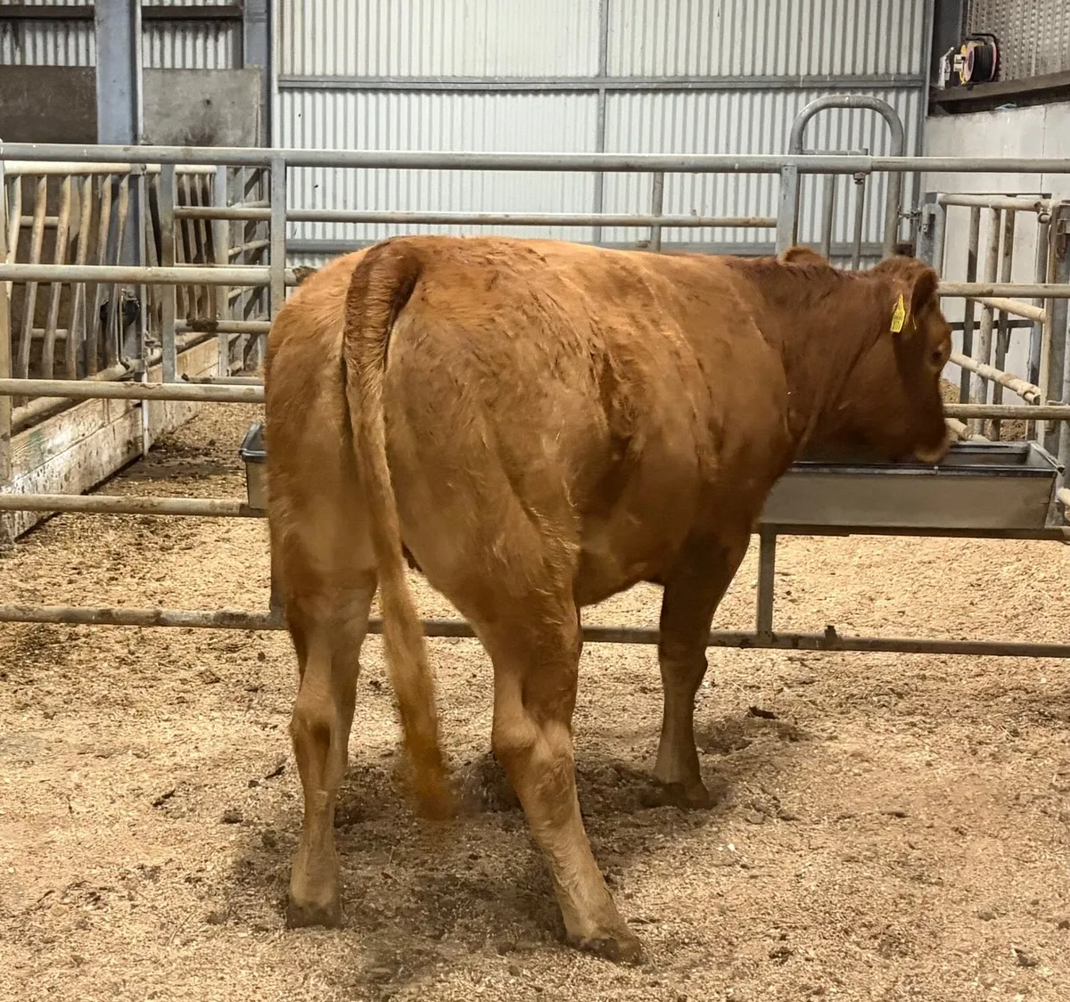 Limousin Heifers Ballinasloe Mart - Image 4