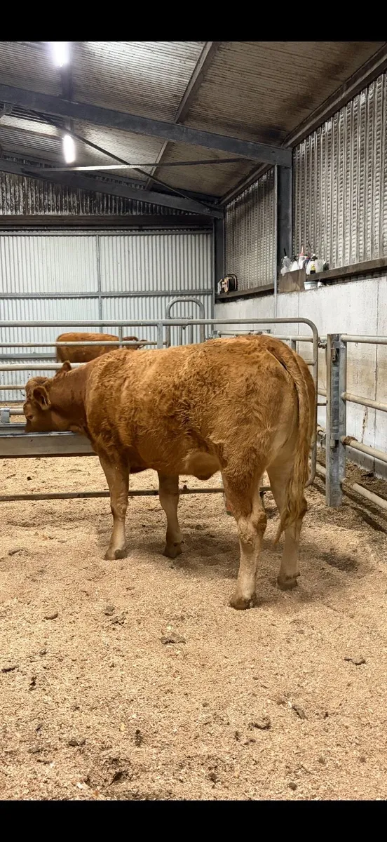 Limousin Heifers Ballinasloe Mart - Image 1