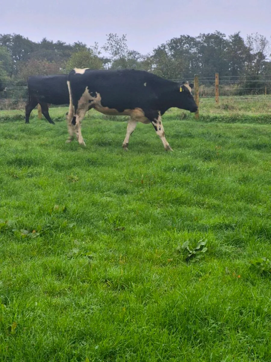 Br freisan heifers - Image 2