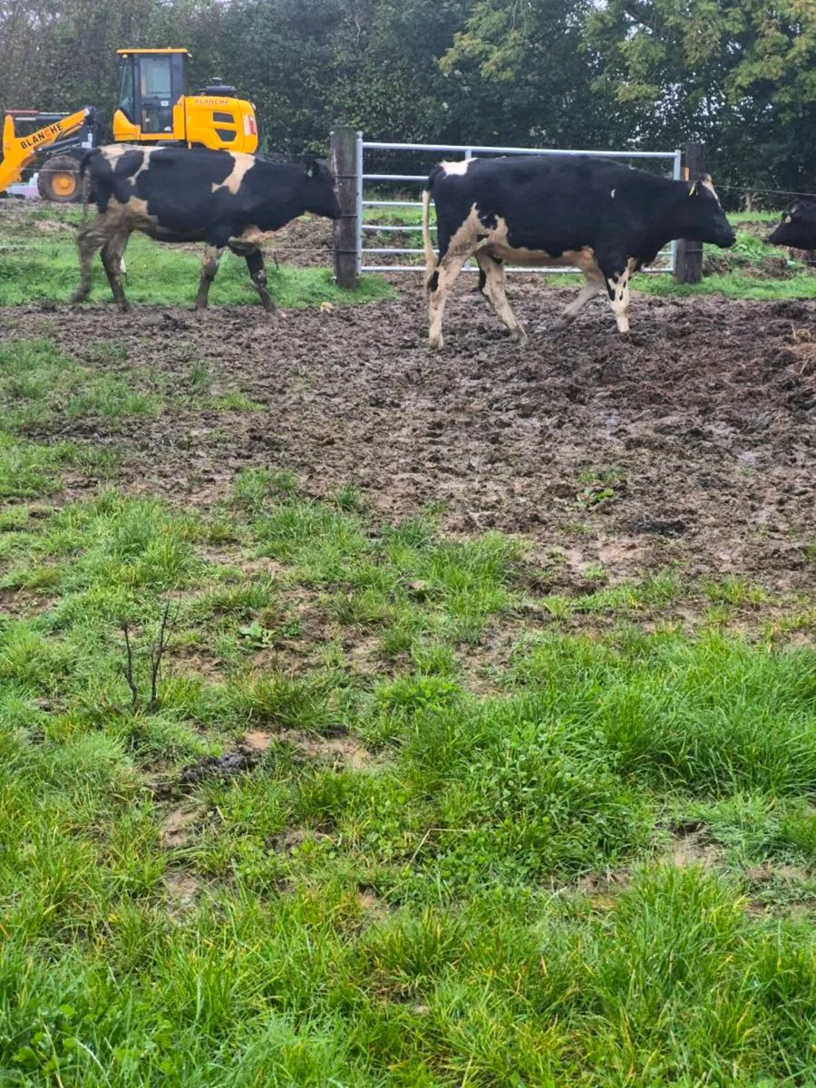 Br freisan heifers - Image 4