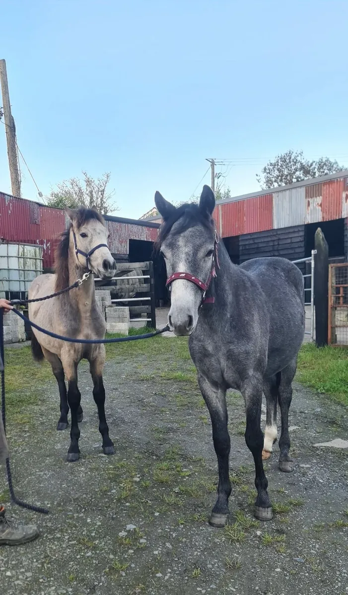 Horses - Image 1