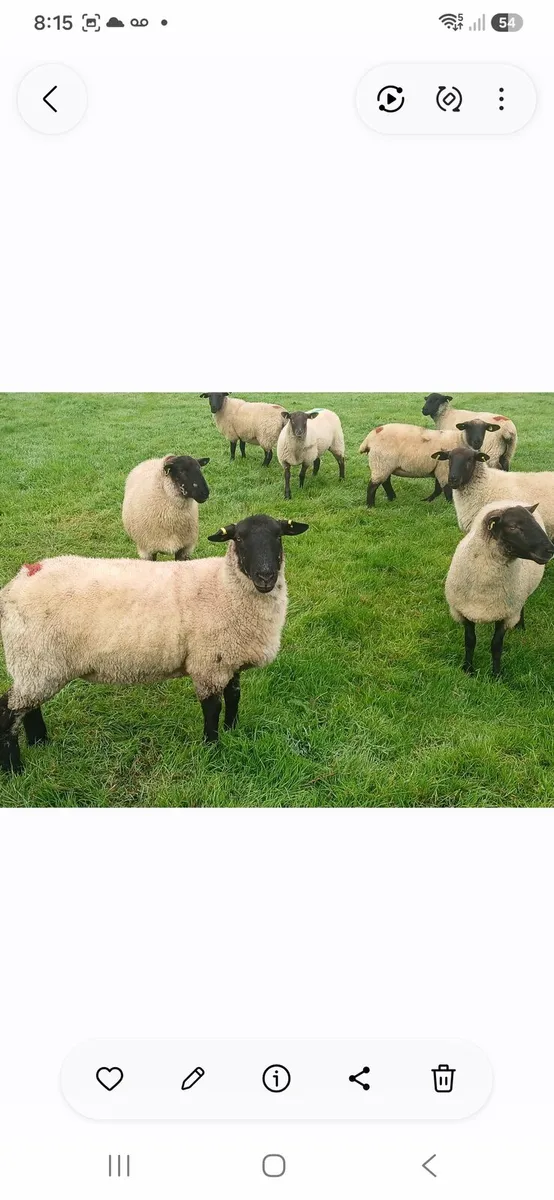 Hoggets - Image 1