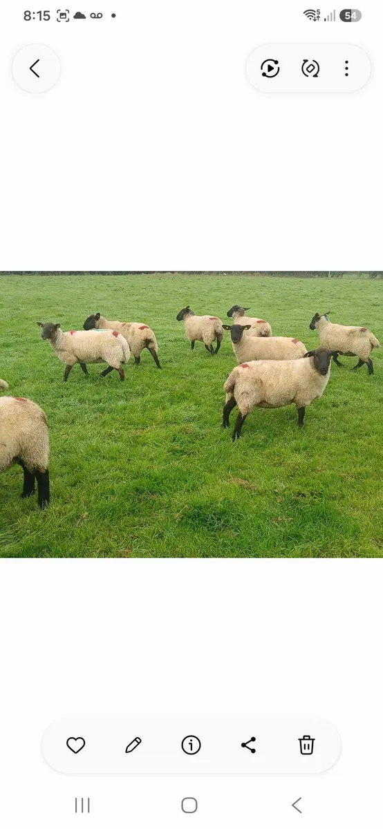 Hoggets - Image 3