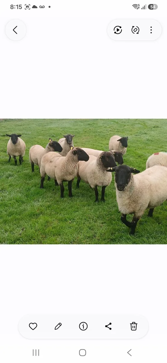 Hoggets - Image 4