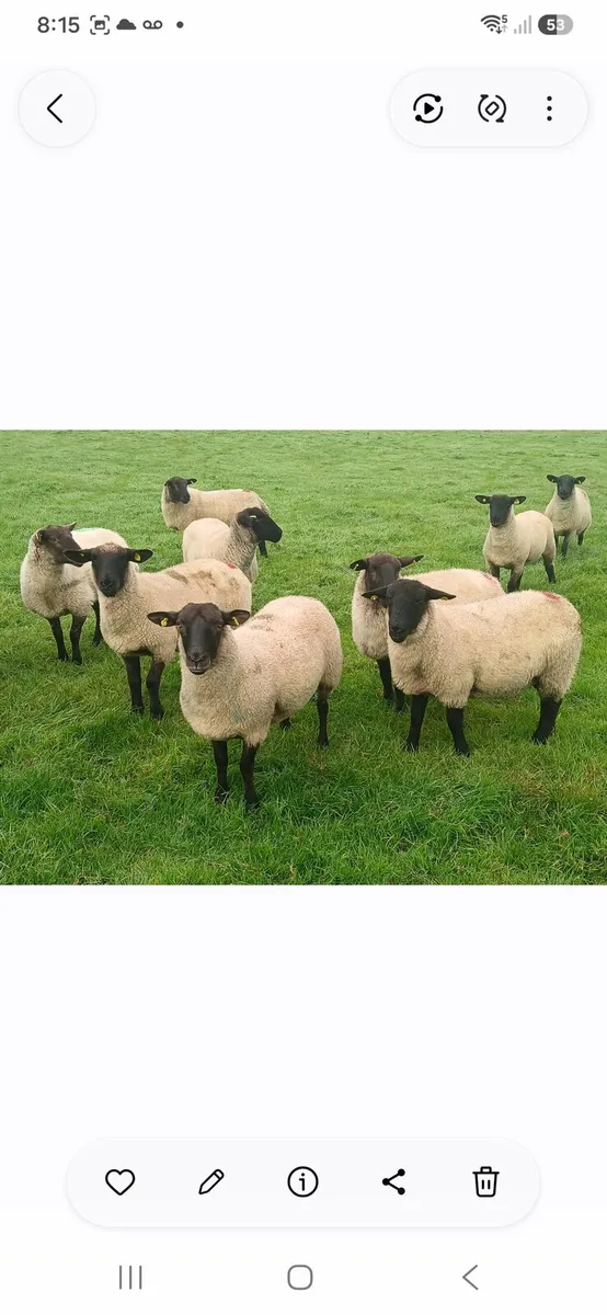 Hoggets - Image 2