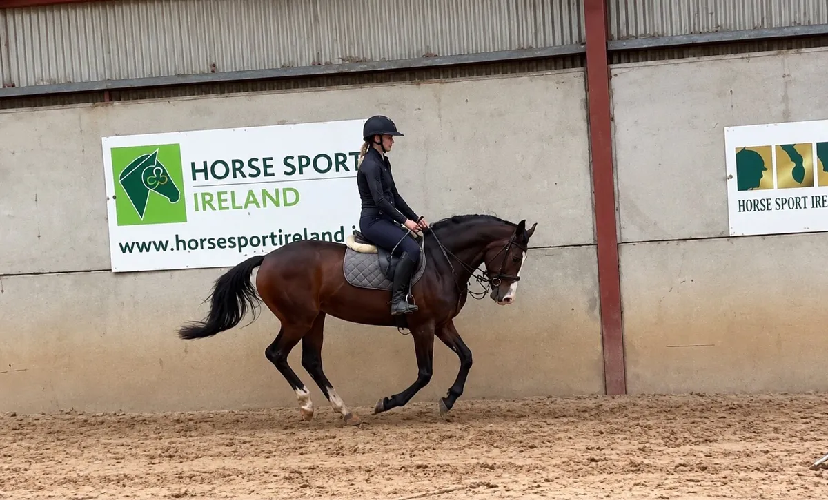 Stunning 3 year old by Gwennic ex Eldorado - Image 3