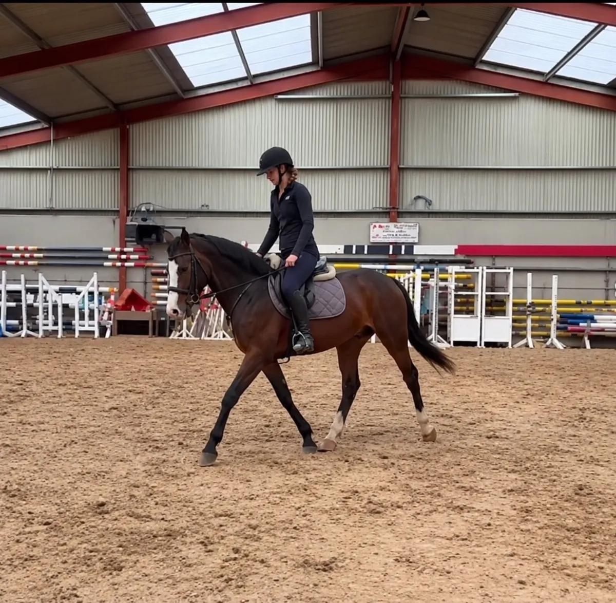 Stunning 3 year old by Gwennic ex Eldorado - Image 4