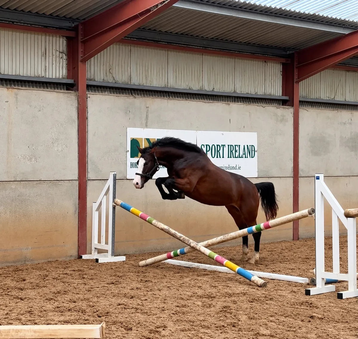 Stunning 3 year old by Gwennic ex Eldorado - Image 2