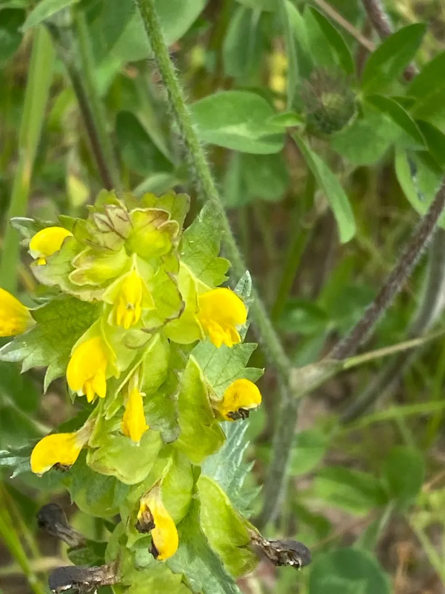 Yellow Rattle Seed