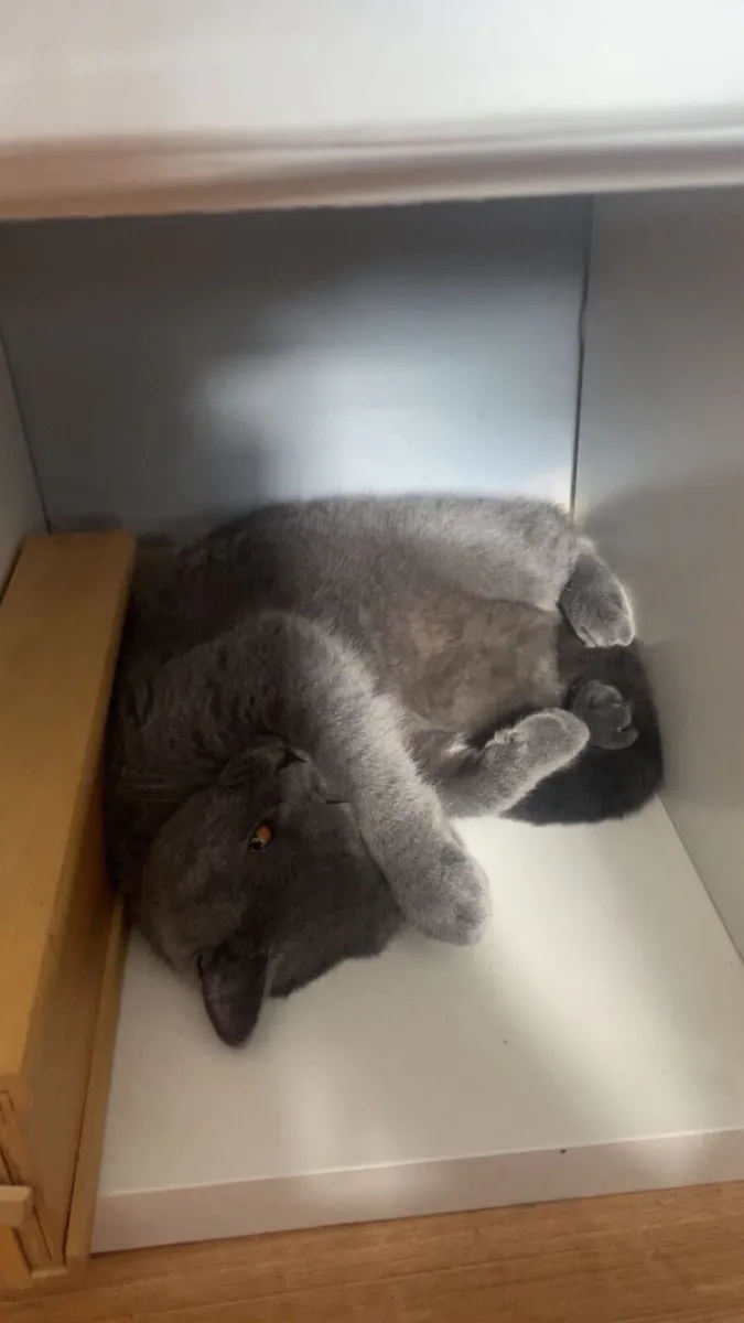 British Shorthair cat - Image 3