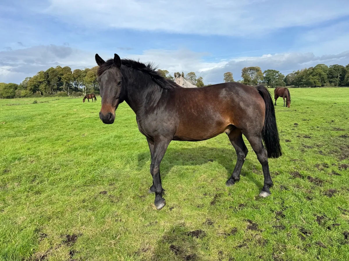 🐴 Companion Horse Looking for a New Home 🐴 - Image 1