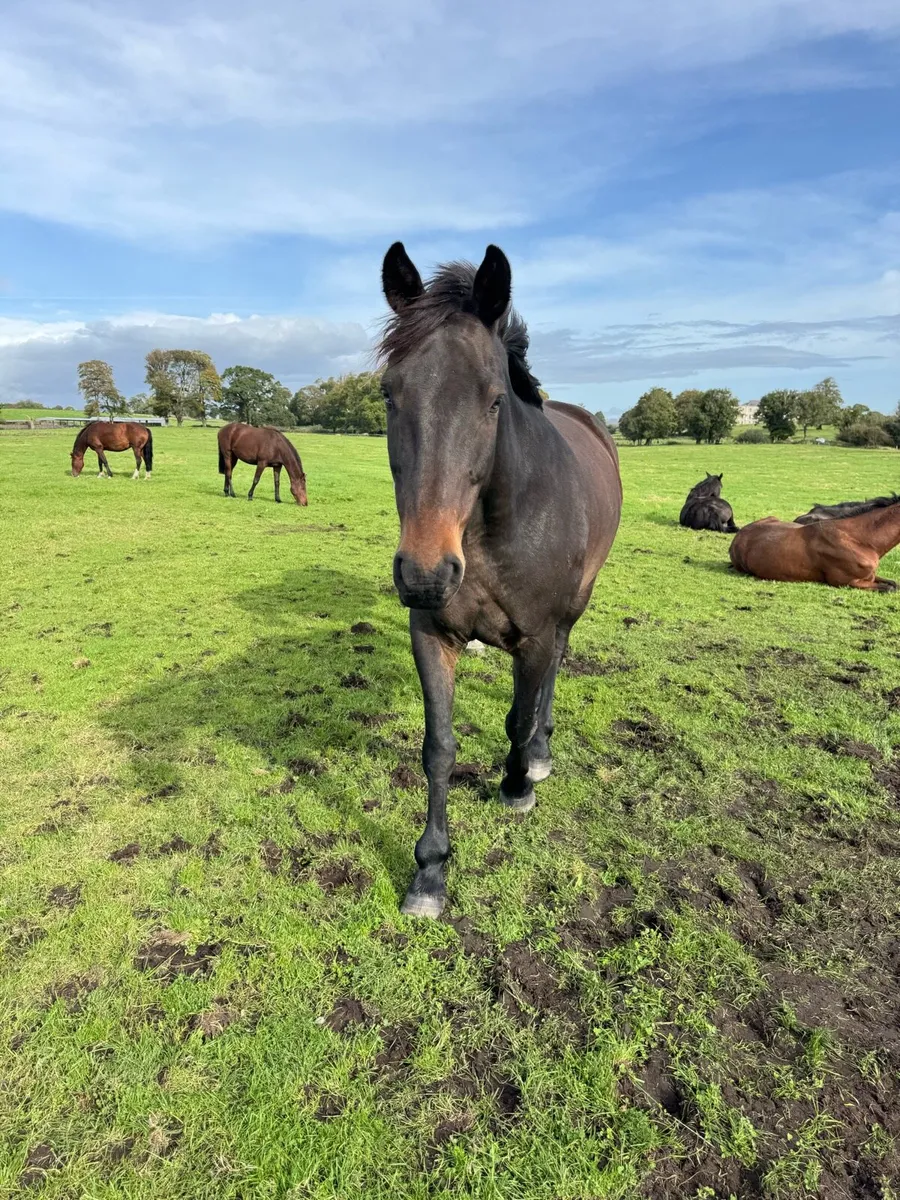 🐴 Companion Horse Looking for a New Home 🐴 - Image 2