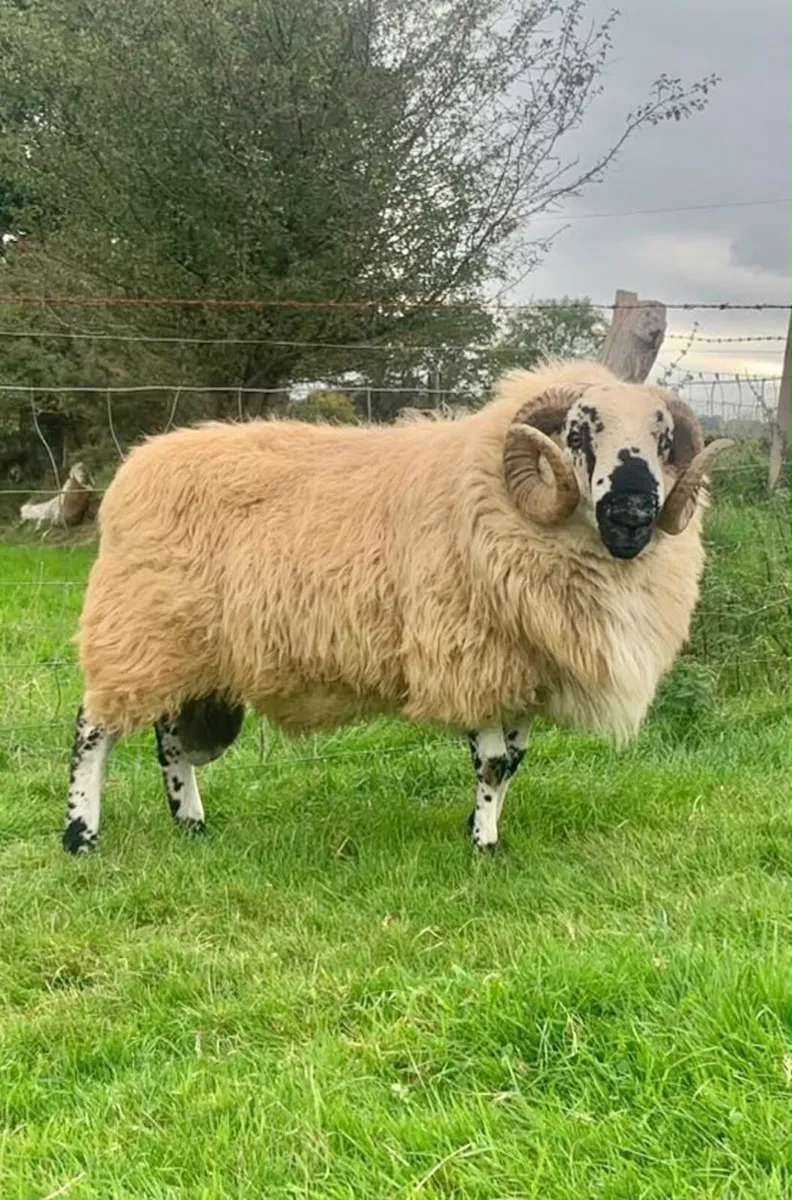 2 Hogget Scotch rams - Image 1