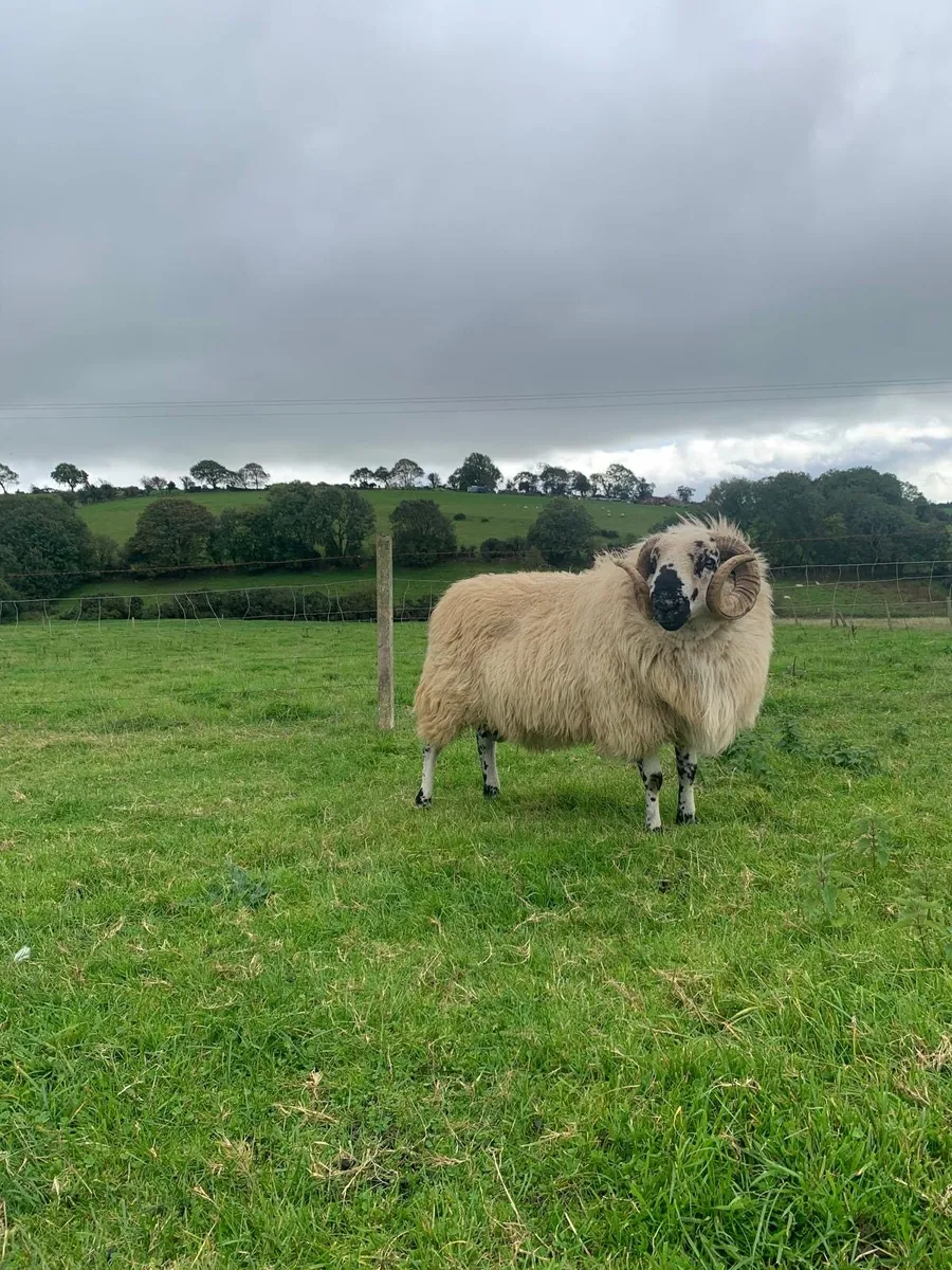 2 Hogget Scotch rams - Image 2