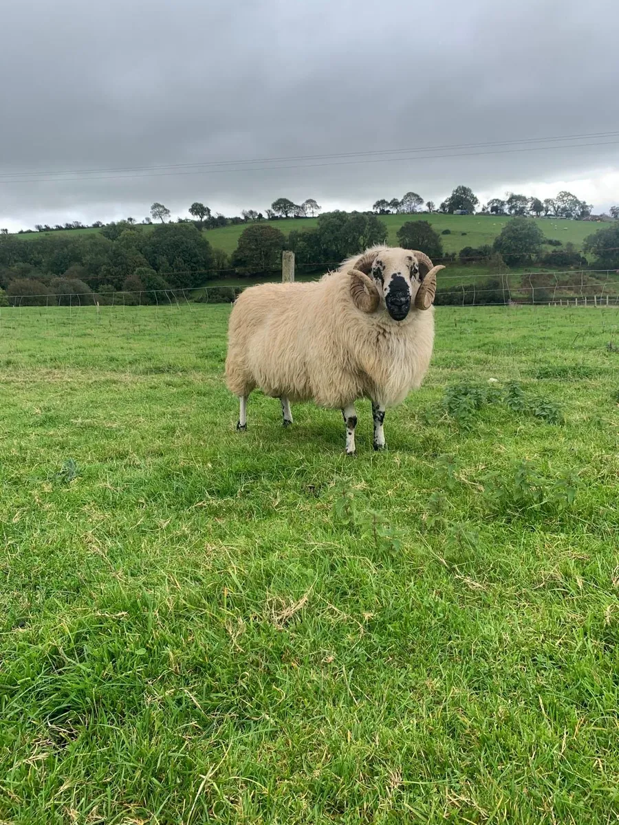 2 Hogget Scotch rams - Image 3
