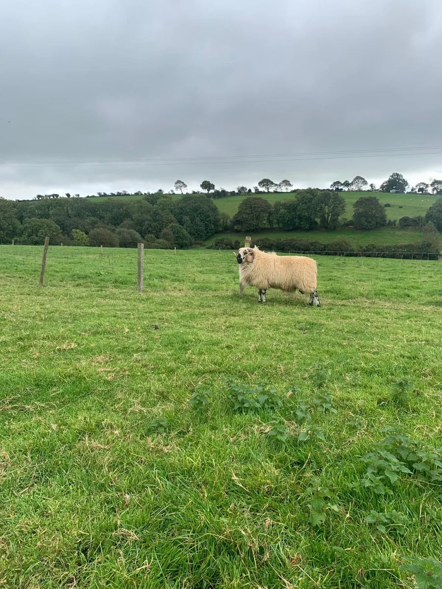 2 Hogget Scotch rams - Image 4