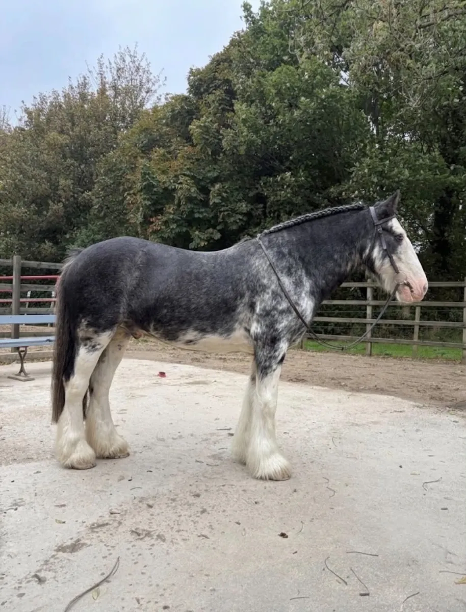 5 Year old Cob Gelding - Image 3