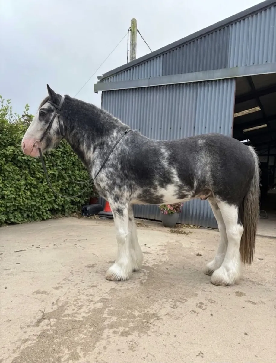 5 Year old Cob Gelding - Image 1