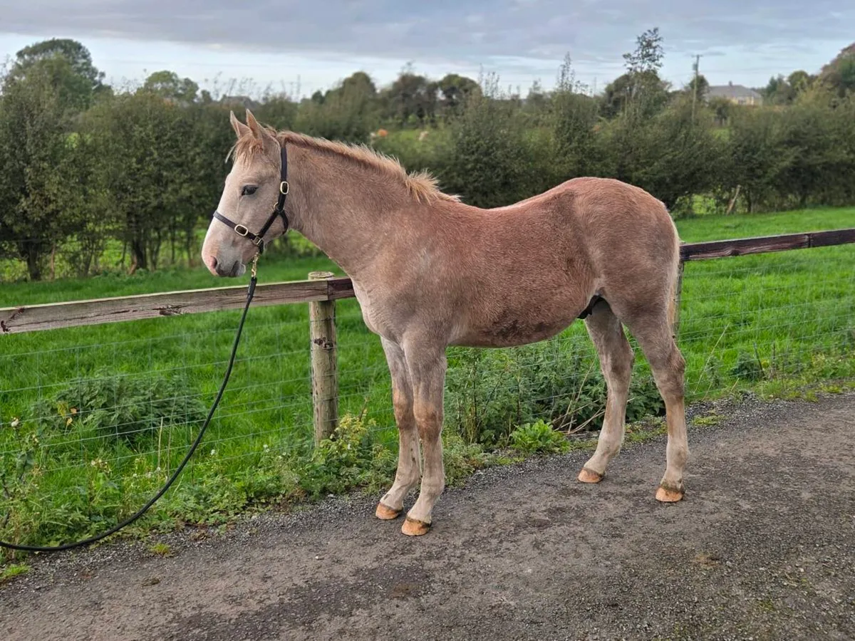 Irish draught colt foal - Image 3