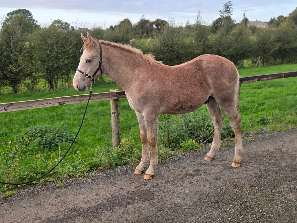 Irish draught colt foal - Image 4