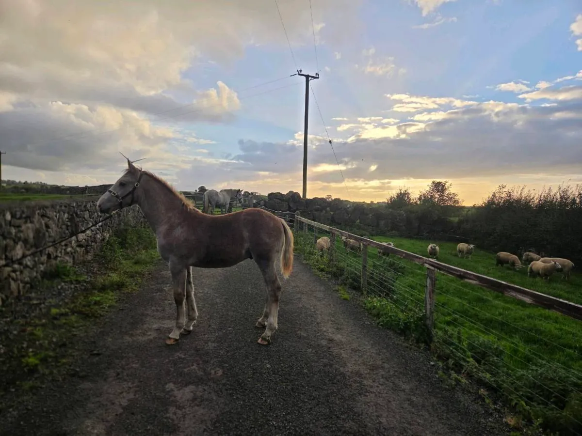 Irish draught colt foal - Image 2