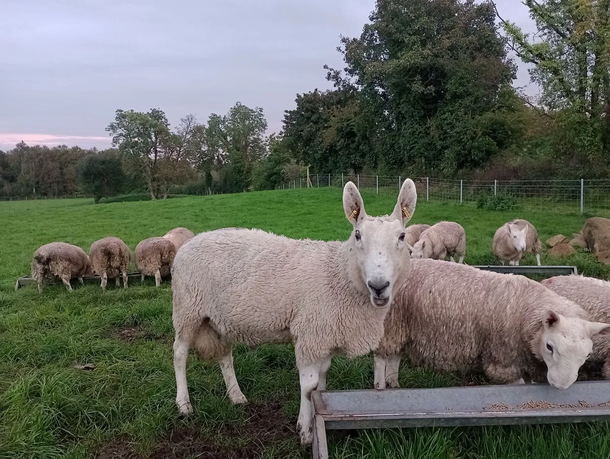 Border Leicester Ram